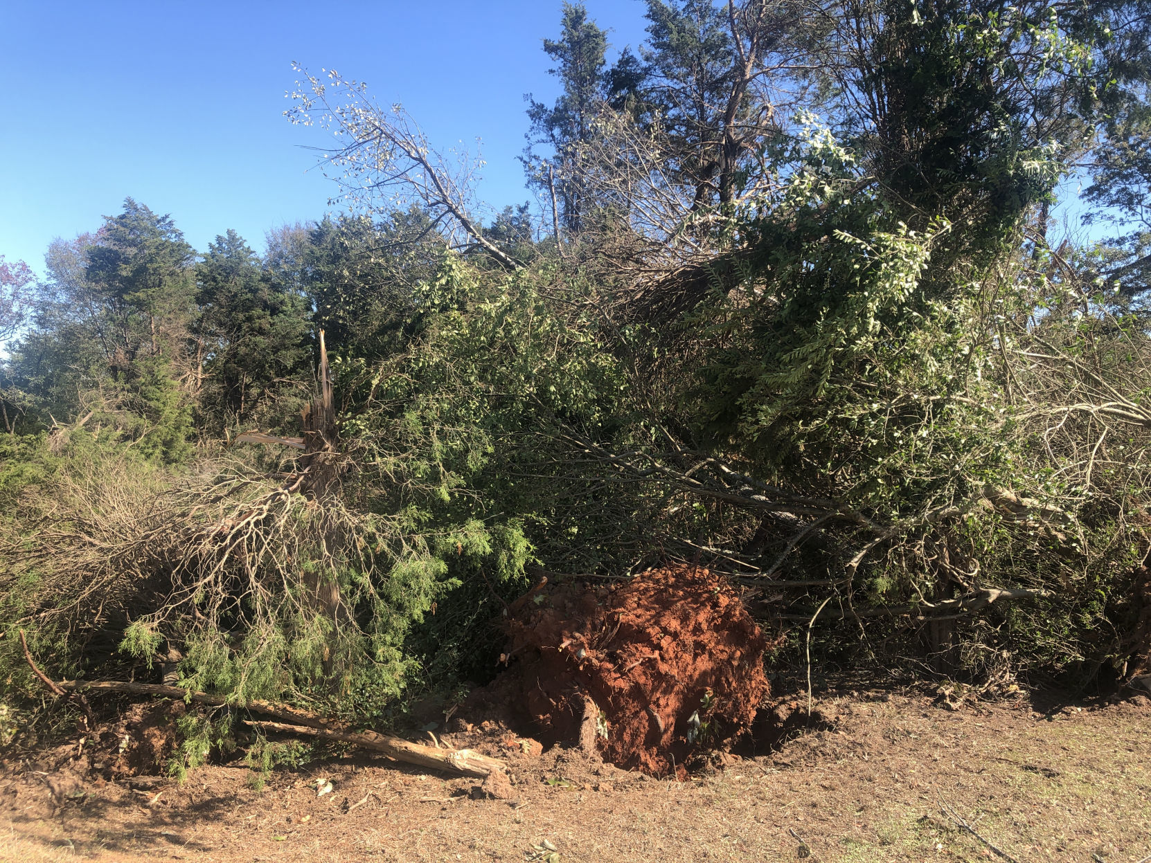 Trees uprooted